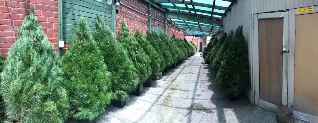 用鲜花唤醒圣诞仪式感！谁说佛系青年就不能追求生活的真善美了 - 50