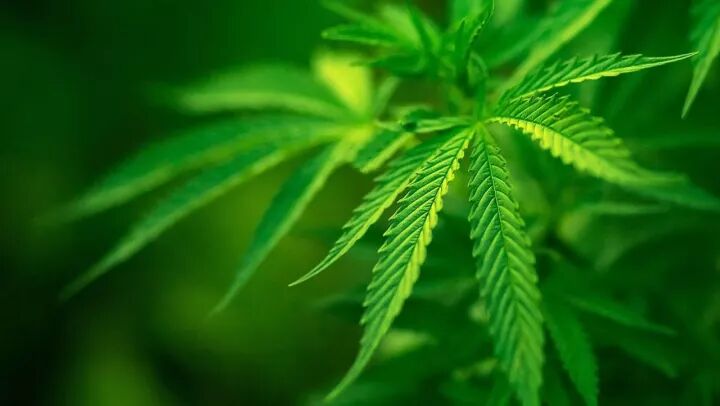 新州开展药用大麻咨询服务 病人获得诊疗速度加快 - 1