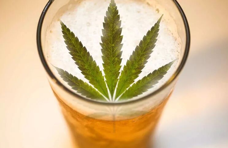 Creso与欧美公司签订正式协议 合资开发大麻啤酒 - 2
