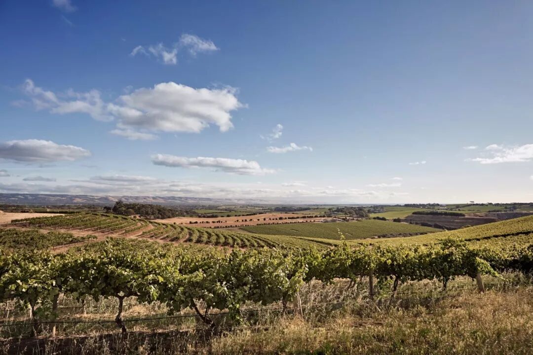 澳葡萄酒局与CSIRO投3700万研发新型酿酒葡萄 - 1
