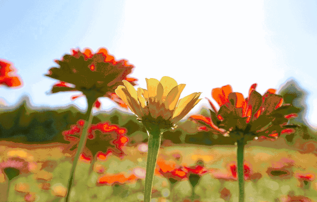 百日草花海位于永定区尹家溪镇太极图村,省道206线旁,澧水绕旁而流.