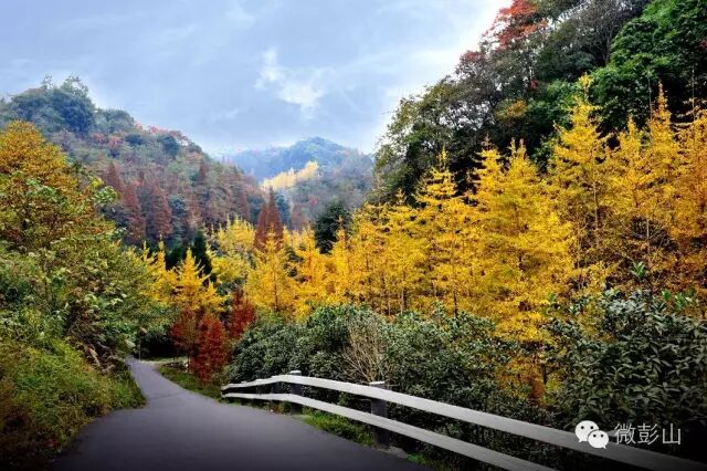 总投资约2000万!△东山彩林景观效果图