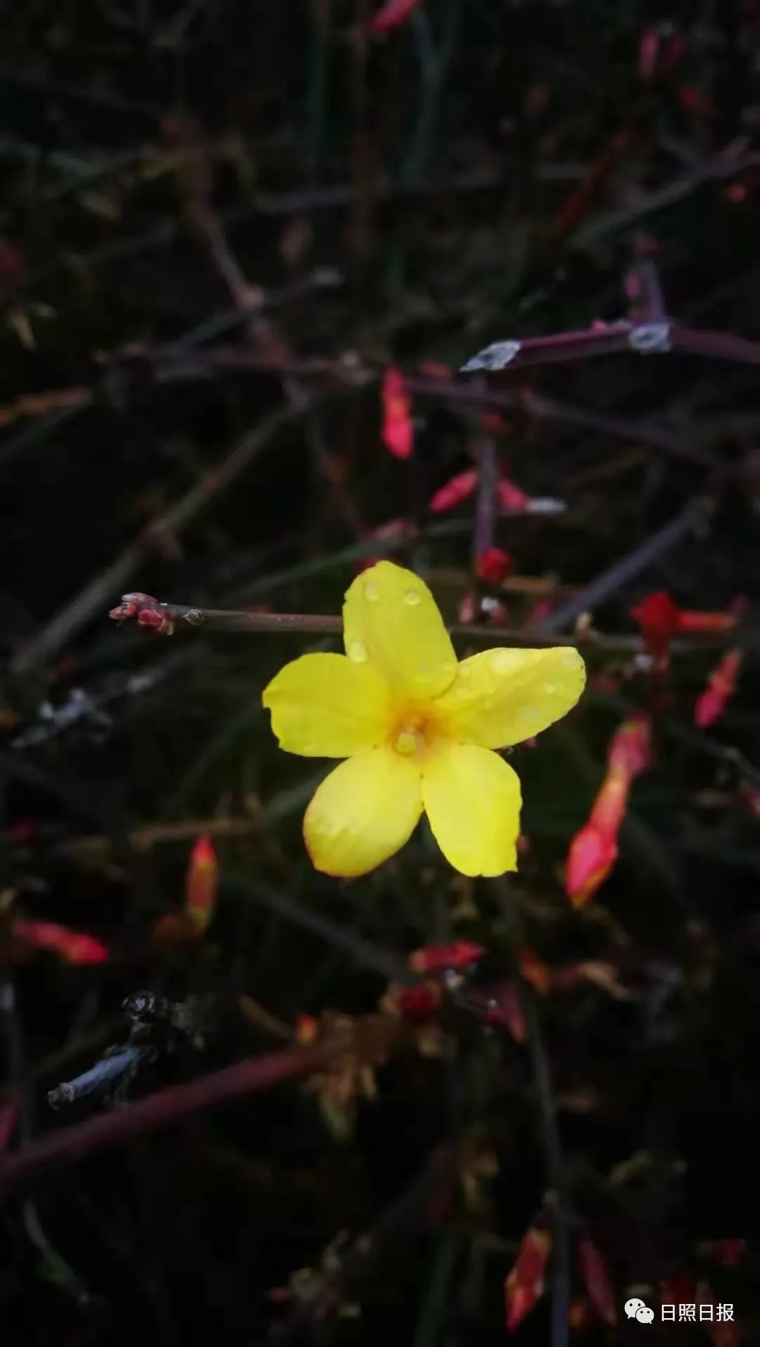 雨过阴战！日照的春天便要去了