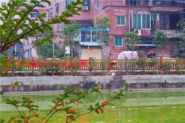 繁华闹市中的一隅宁静……洲村岗美村最近变了样!