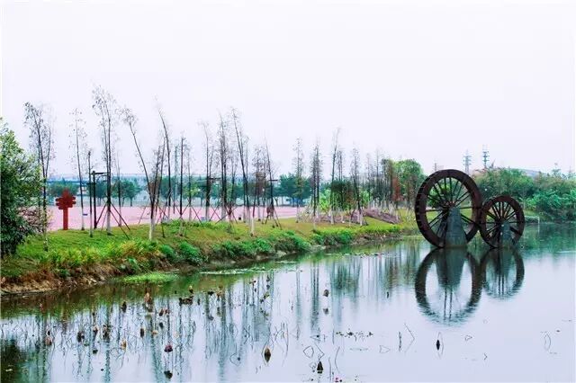 赤山公园旁的波斯菊花海迎来了最佳观赏期.