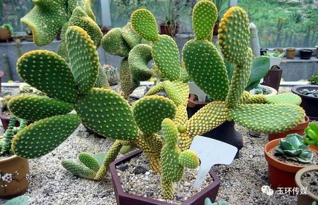 玉环"最牛"仙人掌,20年长5米高,大约是3个小编这么高吧