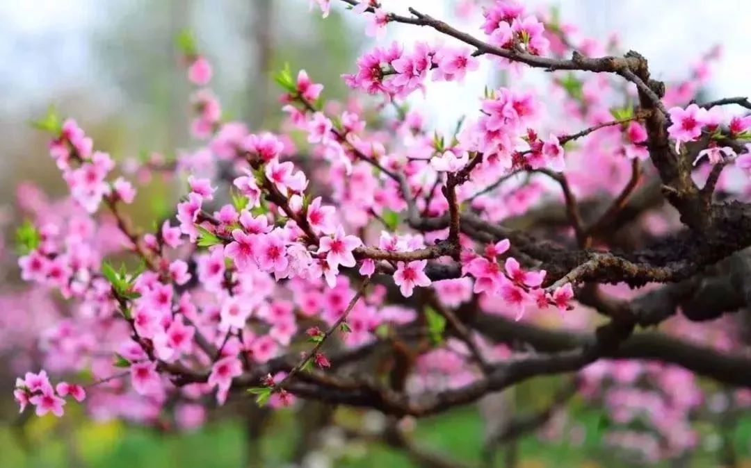 桃花源裡桃花季一年一度桃花節將以你之名