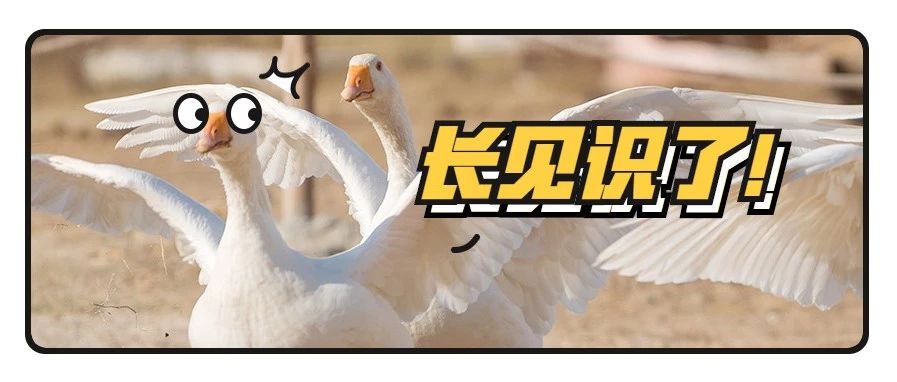 科技類公眾號排版解析