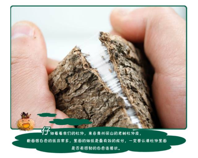 杜仲"全身是宝",既是我国重要国家战略橡胶资源,又是我国特有的木本