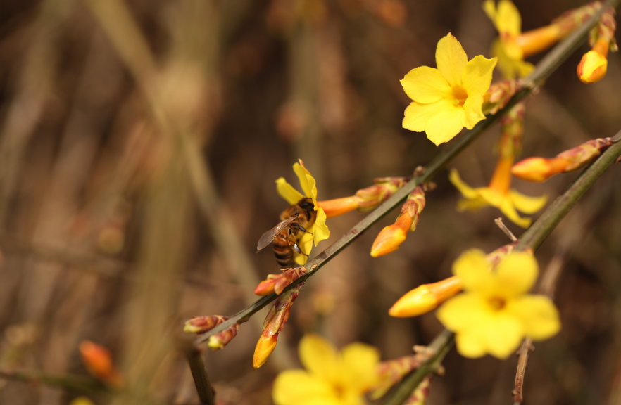 (示意圖↑)相關說明:長葉女貞(學名:ligustrum compactum (wall.