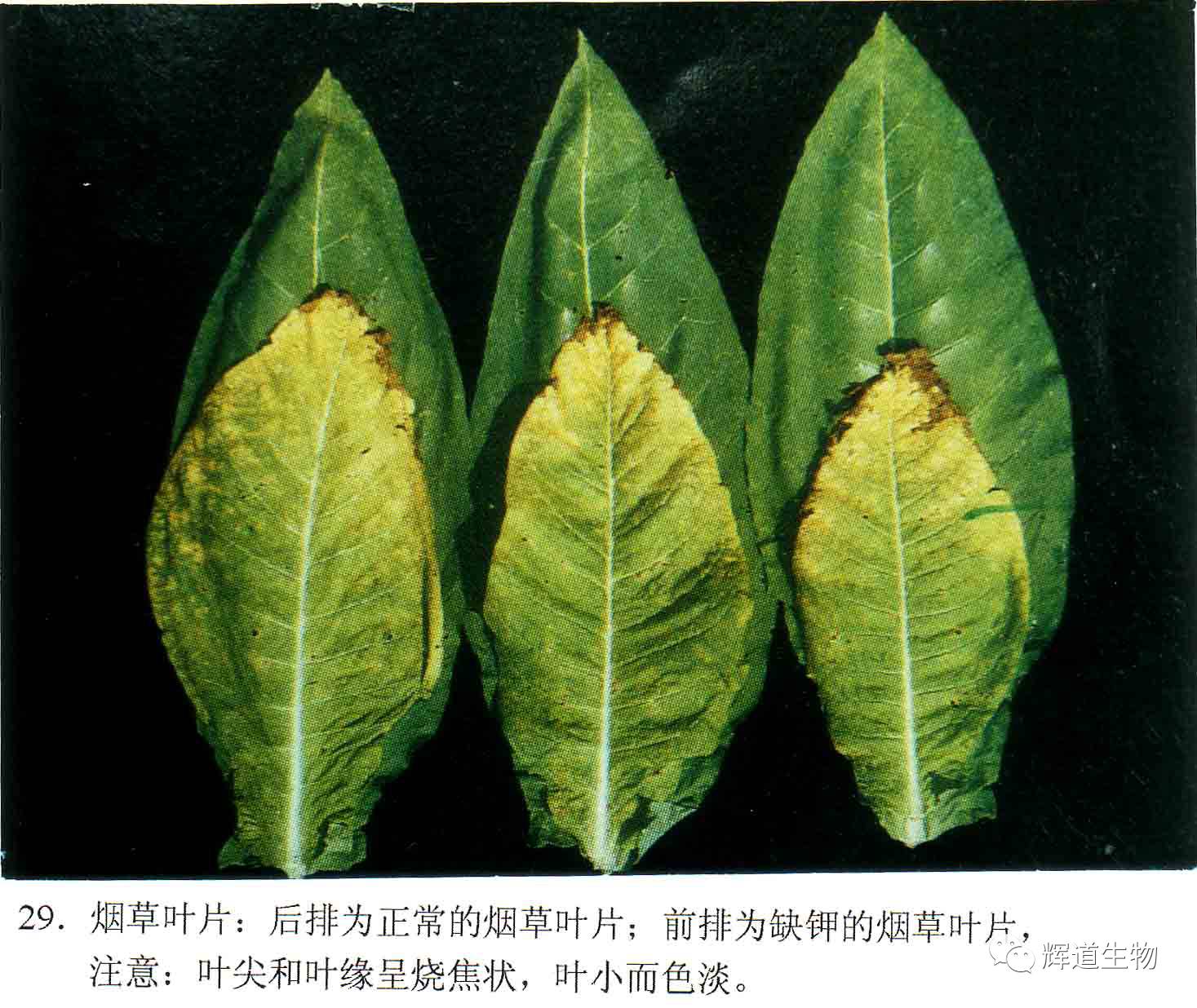 3,缺钾(k)症状2,缺磷(p)症状1,缺氮(n)症状大量营养元素缺素症及时