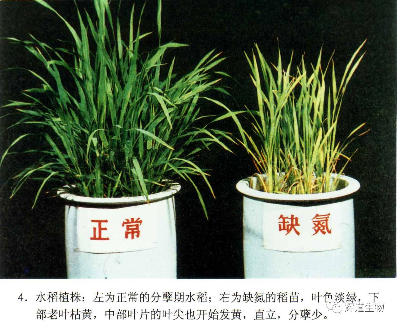 史上最全的作物营养缺素症分析