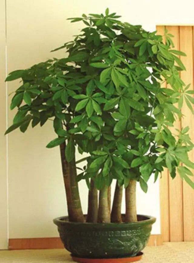 发财树怎么养护 让家财运不断_植物风水_植物与生活1_花里巴巴(北京)