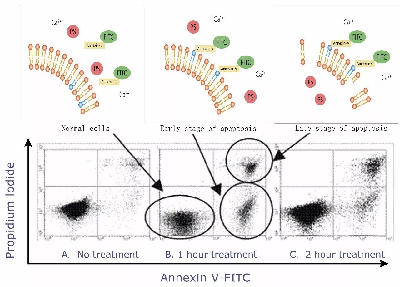 探秘细胞凋亡细胞凋亡检测工具大盘点