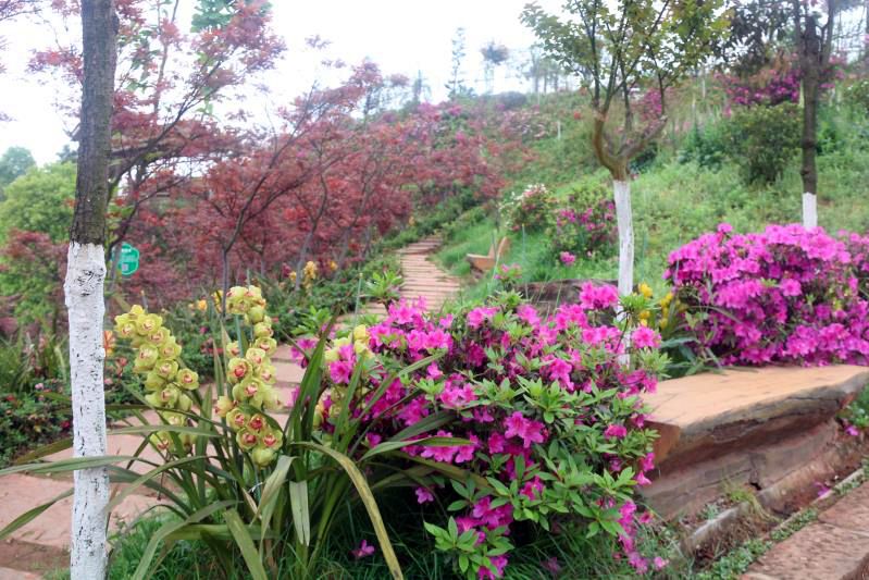 宜宾有一座四季有花开月月有花看的金兰花谷